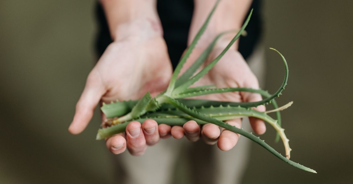 Secrets d’éclat : l’aloe vera, votre allié naturel pour une peau du visage apaisée et lumineuse