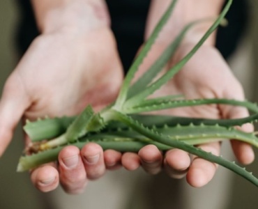 Secrets d’éclat : l’aloe vera, votre allié naturel pour une peau du visage apaisée et lumineuse