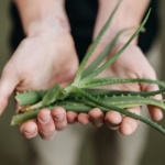 Secrets d’éclat : l’aloe vera, votre allié naturel pour une peau du visage apaisée et lumineuse