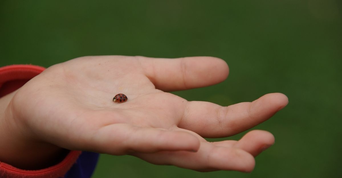 Piqûres d’insectes chez les enfants : reconnaître, apaiser et prévenir les bobos de l’été