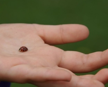 Piqûres d’insectes chez les enfants : reconnaître, apaiser et prévenir les bobos de l’été