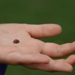 Piqûres d’insectes chez les enfants : reconnaître, apaiser et prévenir les bobos de l’été